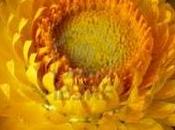 secreto inmortalidad, plante system.