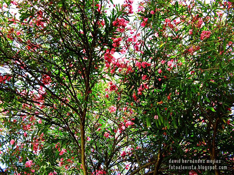 Fotografía de árboles con flores tomada en Croacia