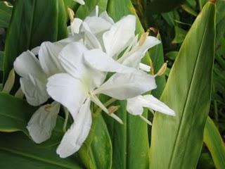 Flor nacional de Cuba, mariposa blanca