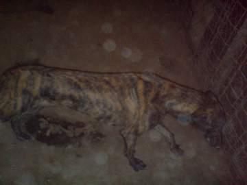 Galgos esqueléticos que vende un galguero. pésimas condiciones!!!