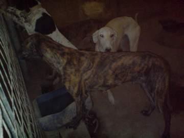 Galgos esqueléticos que vende un galguero. pésimas condiciones!!!