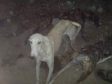 Galgos esqueléticos que vende un galguero. pésimas condiciones!!!