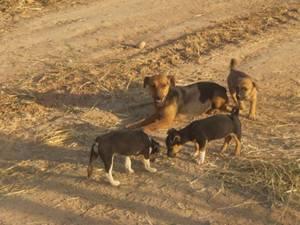 ¡¡SOS!!: mamá y cachorros en un campo de cazadores. (Córdoba)