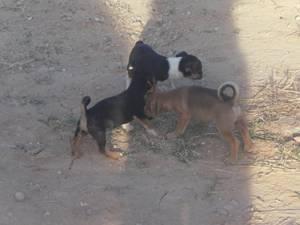 ¡¡SOS!!: mamá y cachorros en un campo de cazadores. (Córdoba)