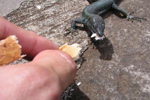 ¿Qué religión milenaria respetuosa animales?