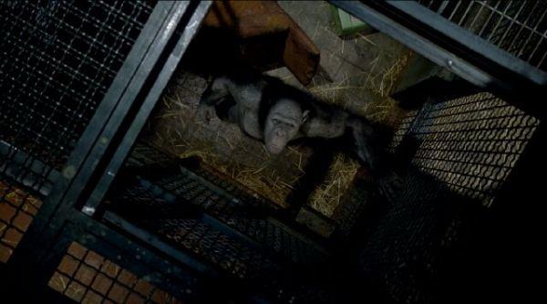 Imágenes de El origen del planeta de los simios