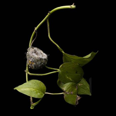 Sharon Beals – Nidos de aves