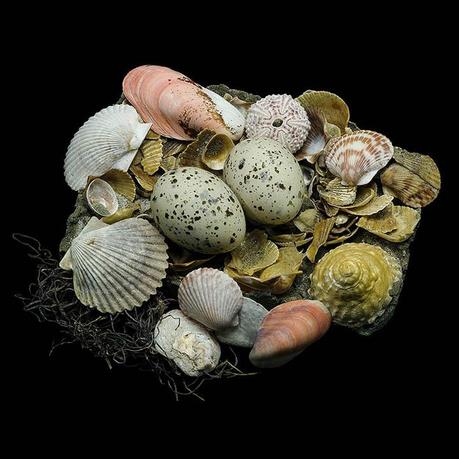 Sharon Beals – Nidos de aves