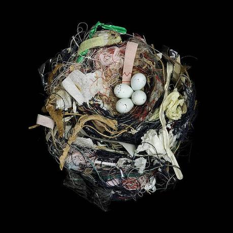 Sharon Beals – Nidos de aves