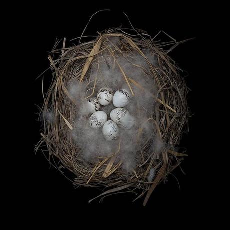 Sharon Beals – Nidos de aves