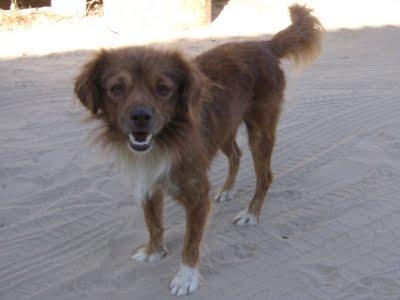 TRES PERROS PEQUEÑOS, ENFERMOS Y ABANDONADOS EN EL CAMPO. MUY MUY URGENTE!! (HUELVA)