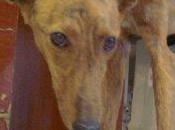 Iris, galguita apaleada abandonada.