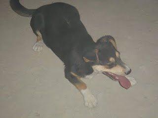 Cachorro , muriendose en vida, no sale, no juega (La Puebla de Cazalla )