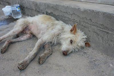 PERRO DEJANDOSE MORIR, NECESITA AYUDA. ES MUY URGENTE!! (ALMERIA)