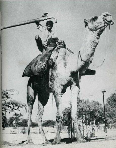 Fotografía humorística retro. Life.