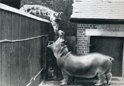 Fotografía humorística retro. Life.