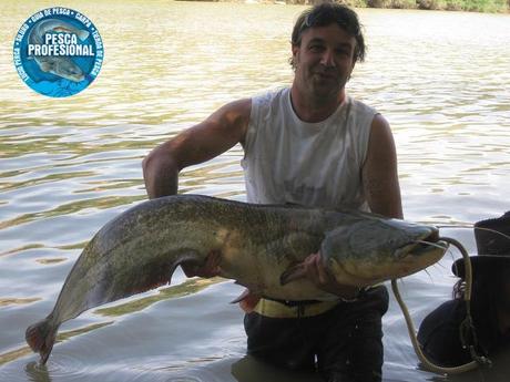catfish-2 PESCA AL PELLET