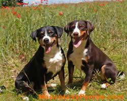 Appenzeller Sennenhunde, fotos perros