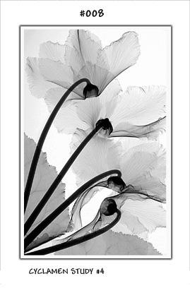 radiografias de plantas blog missJardin