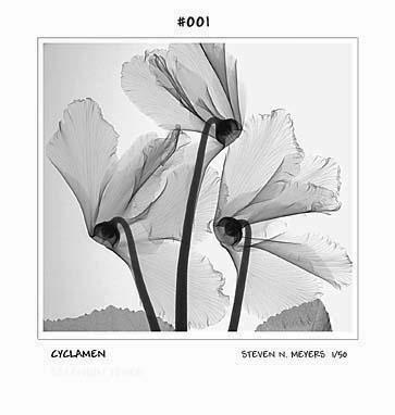 radiografias de plantas blog missJardin