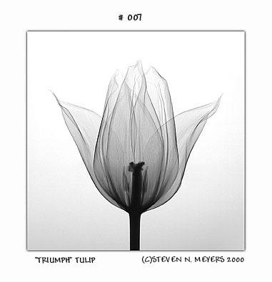 radiografias de plantas blog missJardin