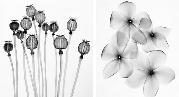 radiografias de plantas blog missJardin