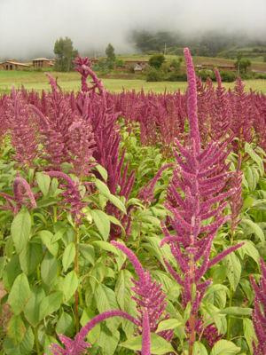 La naturaleza contraataca: amaranto inca devora transgénicos de Monsanto