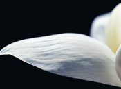 Taller sensorial Kenzoki