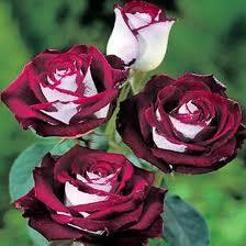 Rosa Osiria de floración impactante