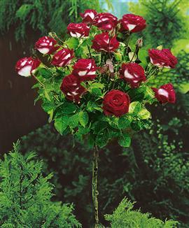 Rosa Osiria de floración impactante