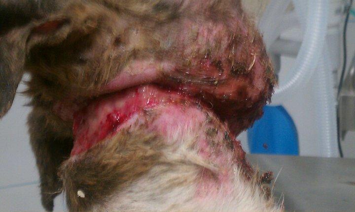 De nuevo una galga ahorcada en Toledo Rescatada con vida