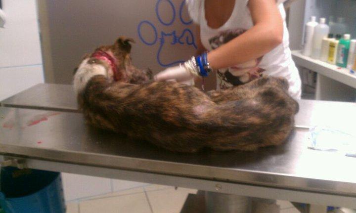 De nuevo una galga ahorcada en Toledo Rescatada con vida