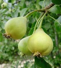 Las Peras Sanjuaneras