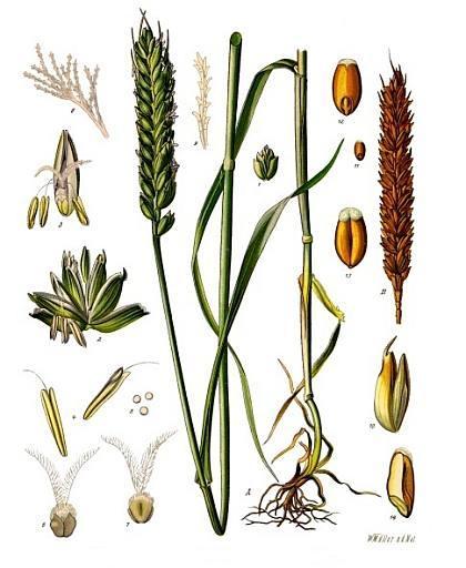 Triticum aestivum ssp vulgare L.