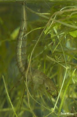 El beso de la muerte