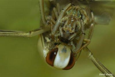 El beso de la muerte