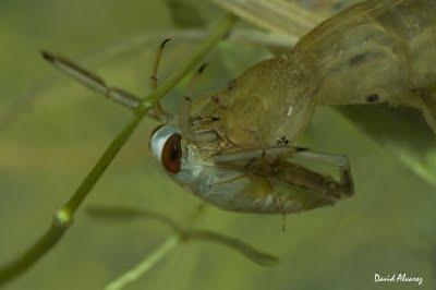 El beso de la muerte