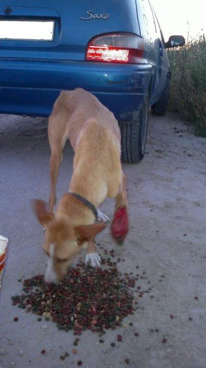 Se necesita acogida super urgente en Cádiz