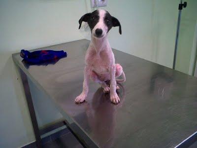 La desgracia de nuestro pueblo. ¡¡Un grito de auxilio para ellos!! (Sevilla)