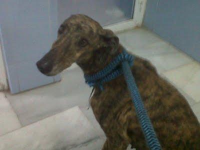 La desgracia de nuestro pueblo. ¡¡Un grito de auxilio para ellos!! (Sevilla)