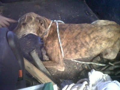 La desgracia de nuestro pueblo. ¡¡Un grito de auxilio para ellos!! (Sevilla)