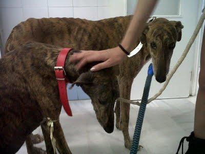 La desgracia de nuestro pueblo. ¡¡Un grito de auxilio para ellos!! (Sevilla)