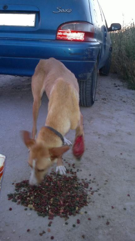 Podenca con la pata sangrando y en los huesos. SANLUCAR (CADIZ)