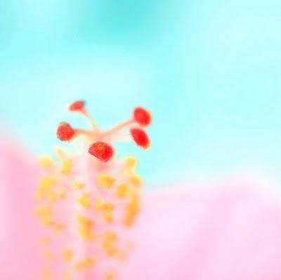 MACROFOTOGRAFIA DE RUDIGER SCHUTZ