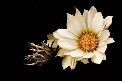 MACROFOTOGRAFIA DE RUDIGER SCHUTZ