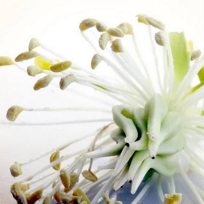 MACROFOTOGRAFIA DE RUDIGER SCHUTZ