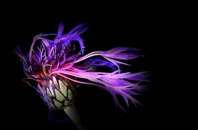 MACROFOTOGRAFIA DE RUDIGER SCHUTZ