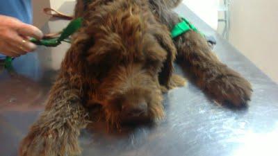 AYUDA!!!! APARECIDO OTRO PERRO MALTRATADO!!