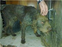 AYUDA!!!! APARECIDO OTRO PERRO MALTRATADO!!