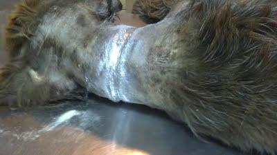 AYUDA!!!! APARECIDO OTRO PERRO MALTRATADO!!